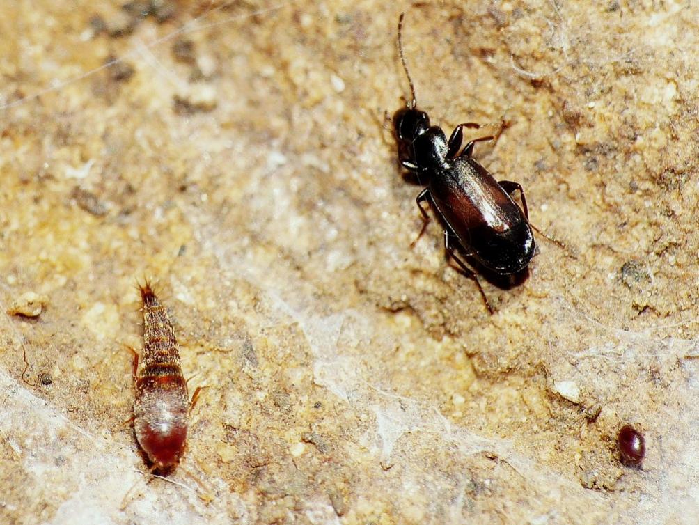 Piccolo Carabidae: Microlestes sp.